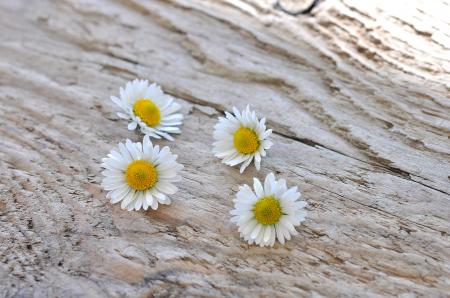 Fresh Flowers