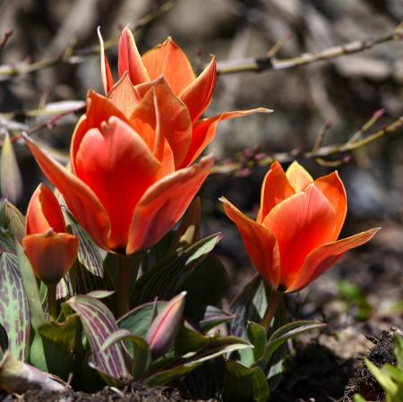 Fresh Flowers