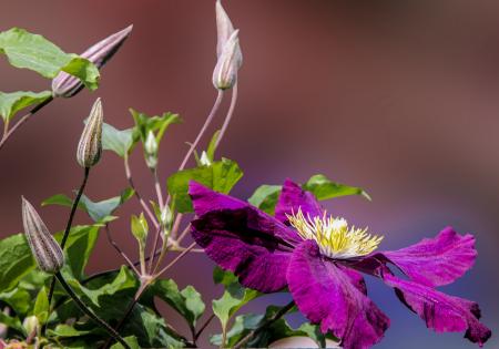 Fresh Flowers in the Garden