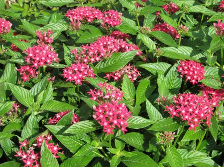 Fresh Flowers in the Garden