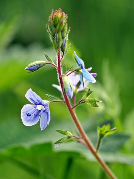 Fresh Flowers in the Garden