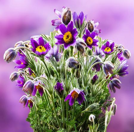 Fresh Flowers in the Garden