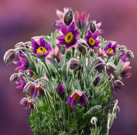 Fresh Flowers in the Garden