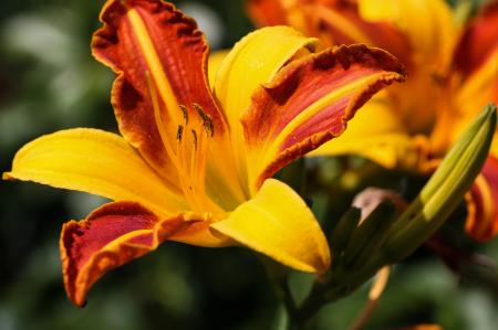 Fresh Flowers in the Garden