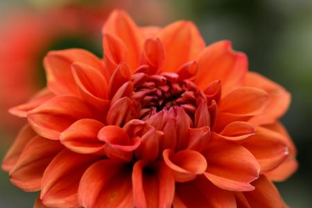 Fresh Flowers in the Garden