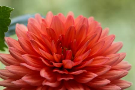 Fresh Flowers in the Garden