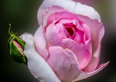 Fresh Flowers in the Garden