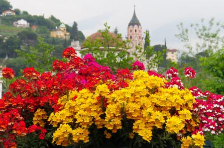 Fresh Flowers in the Garden