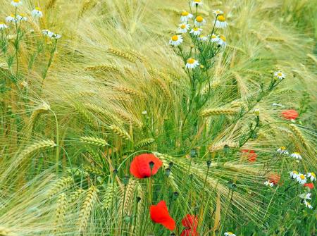 Fresh flowers with the Crops