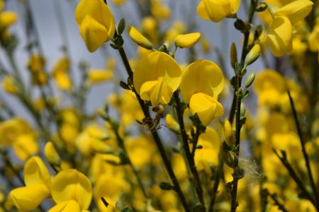 Fresh Forsythia