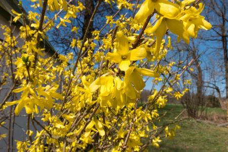 Fresh Forsythia