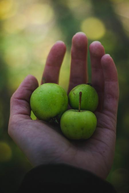 Fresh Fruit in Hand