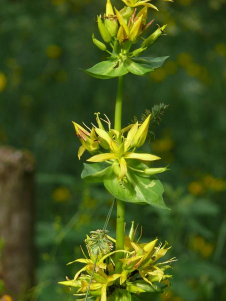 Fresh Gentian