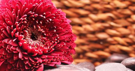 Fresh Gerbera