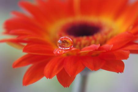 Fresh Gerbera