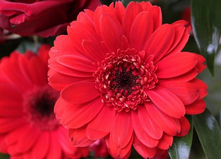 Fresh Gerbera