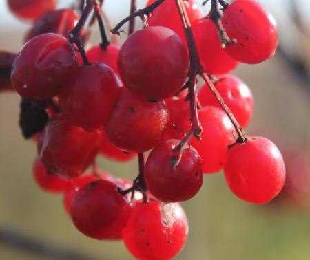 Fresh Grapes