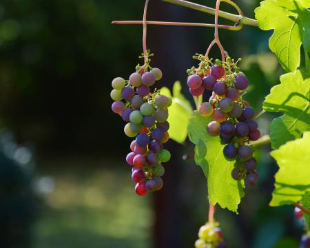 Fresh Grapes