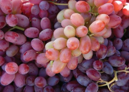 Fresh Grapes