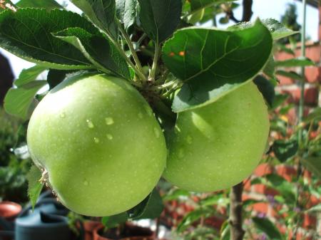 Fresh Green Apples