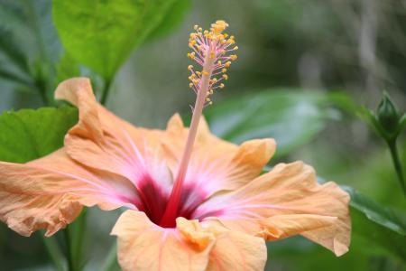 Fresh Hibiscus