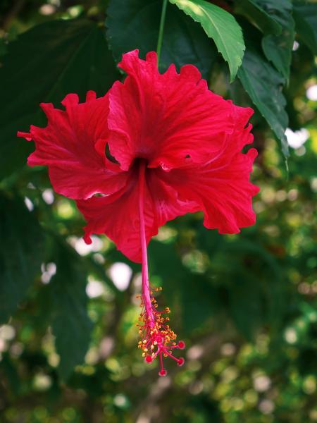 Fresh Hibiscus