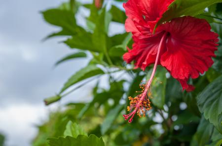 Fresh Hibiscus