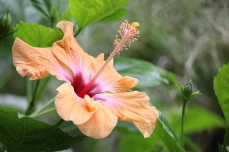 Fresh Hibiscus