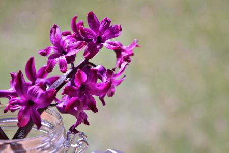 Fresh Hyacinth