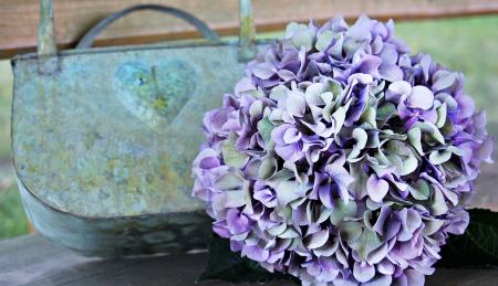 Fresh Hydrangea