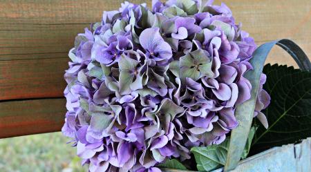 Fresh Hydrangea