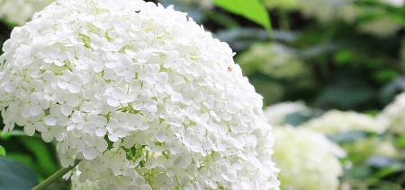 Fresh Hydrangea