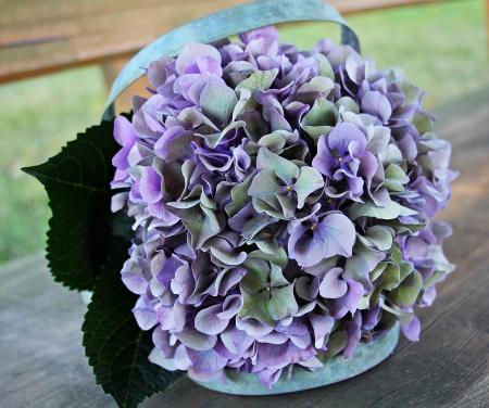 Fresh Hydrangea