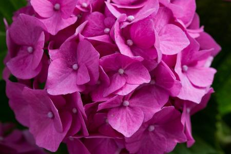 Fresh Hydrangeas