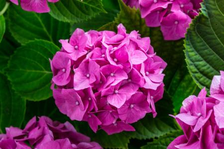 Fresh Hydrangeas