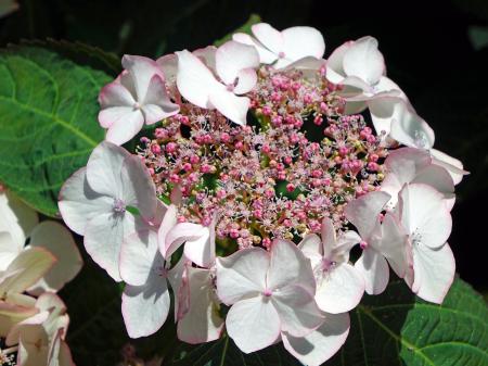 Fresh Hydrangeas