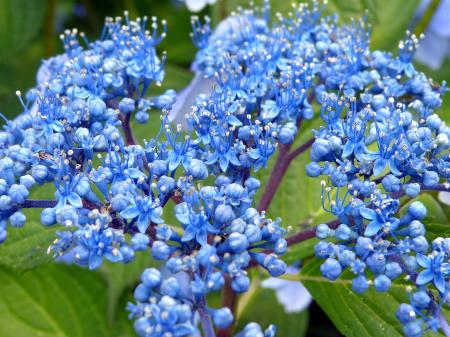 Fresh Hydrangeas