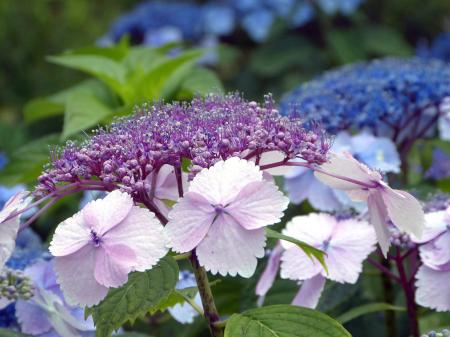 Fresh Hydrangeas