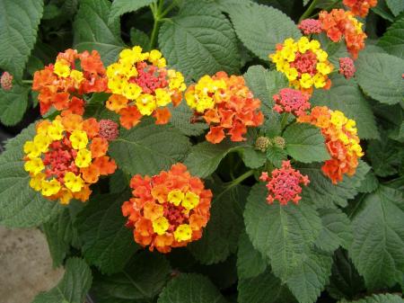 Fresh Lantana