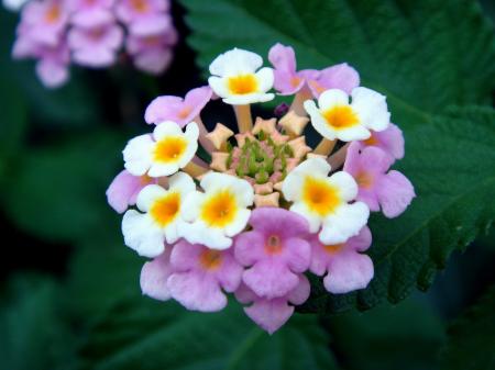 Fresh Lantana