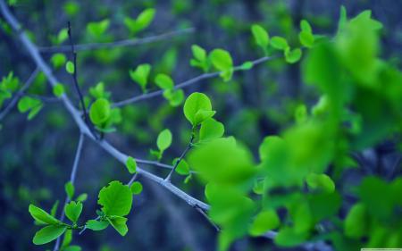 Fresh Leaves