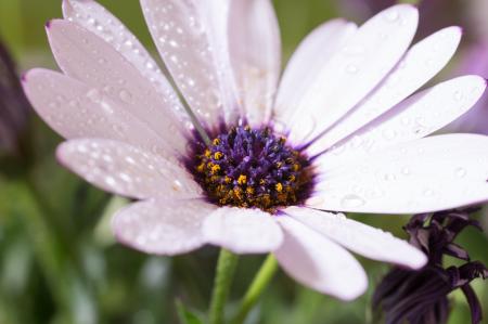 Fresh Marguerite