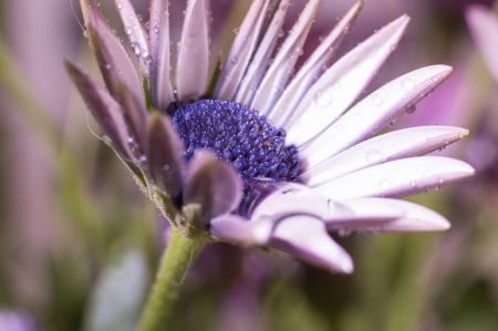 Fresh Marguerite