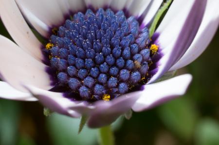 Fresh Marguerite