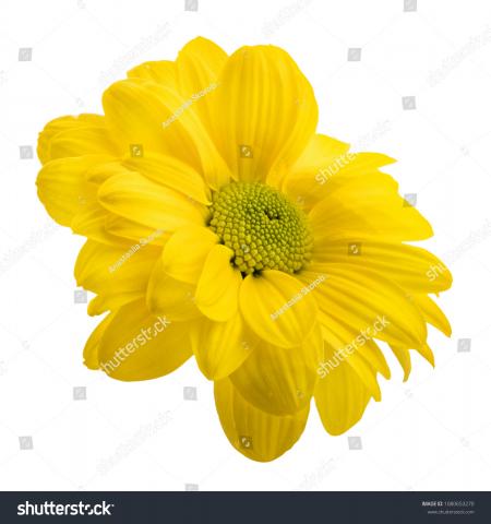 Fresh Marguerite