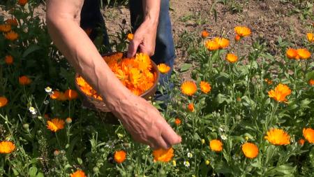 Fresh Marigold