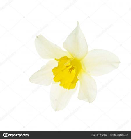 Fresh narcissus