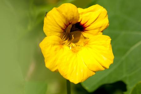 Fresh Nasturtium