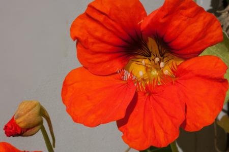 Fresh Nasturtium