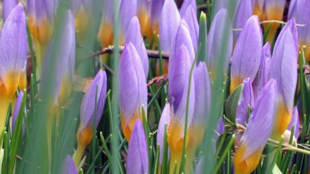 Fresh Orange Crocus